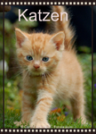 Katzen