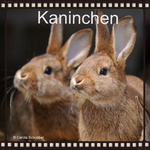 Kaninchen